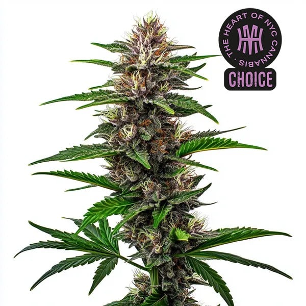 Fat Bastard cannabis plant with dark purple hues, vibrant green leaves, and frosty buds under strong lighting.