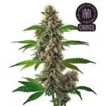 Fat Bastard Auto plant with compact structure, purple leaves, and dense, resin-covered buds.