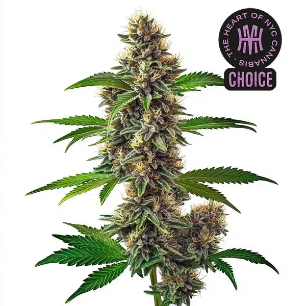 Fat Bastard Auto plant with compact structure, purple leaves, and dense, resin-covered buds.