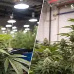 Side-by-side view of indica and sativa cannabis plants in bloom under grow lights; keyword: flowering stage weed.