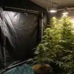 Flowering stage weed thriving inside a dark grow tent with multiple plants illuminated by overhead lights in dense formation