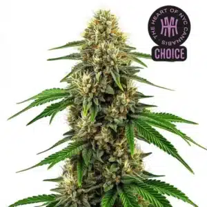 Future 1 cannabis plant with thick resinous buds, lime green leaves, and orange pistils under white light.