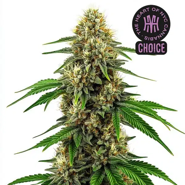 Future 1 cannabis plant with thick resinous buds, lime green leaves, and orange pistils under white light.