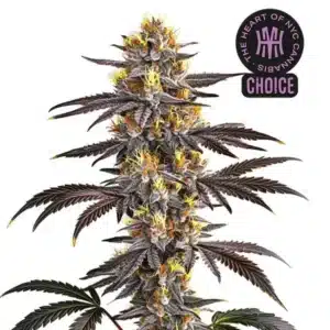 Gelato cannabis plant with balanced green and purple tones, dense buds, and frosty trichome coating.