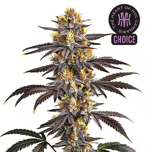 Gelato cannabis plant with balanced green and purple tones, dense buds, and frosty trichome coating.