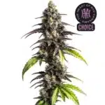 Ghost Train Haze plant with dark leaves, bright yellow pistils, and sparkling buds in dense formation.