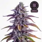 Glookies Auto strain with bright green buds, white trichomes, and orange pistils.