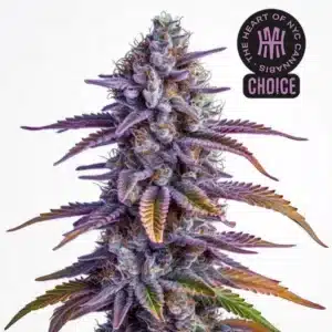 Glookies Auto strain with bright green buds, white trichomes, and orange pistils.