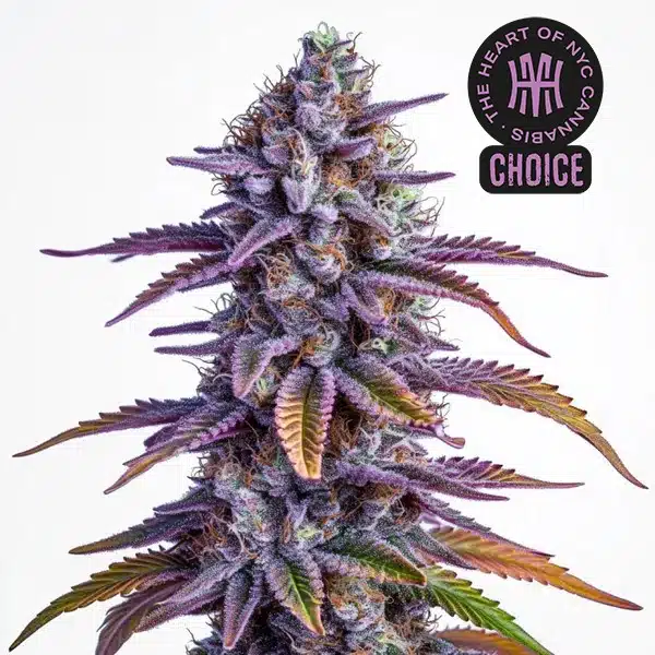 Glookies Auto strain with bright green buds, white trichomes, and orange pistils.