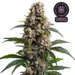 Godfather OG strain with compact frosty buds and vibrant green foliage.