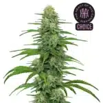 Gorilla Glue #4 strain with sticky, resin-drenched buds and orange pistils.