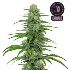 Gorilla Glue #4 strain with sticky, resin-drenched buds and orange pistils.