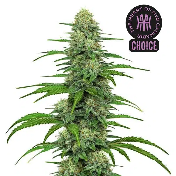 Gorilla Glue #4 strain with sticky, resin-drenched buds and orange pistils.