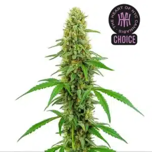 Green Crack strain with sharp lime-green buds, crystal trichomes, and thin orange hairs.