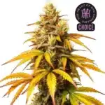 Hellfire OG strain featuring dark, sticky buds with fiery orange pistils and sugar leaves.