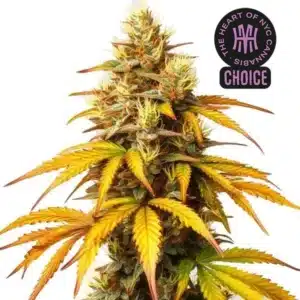 Hellfire OG strain featuring dark, sticky buds with fiery orange pistils and sugar leaves.