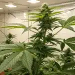 Cannabis plant after 4 weeks indoors, medium height with multiple bud sites forming under grow lights in a reflective grow tent.