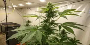 Cannabis plant after 4 weeks indoors, medium height with multiple bud sites forming under grow lights in a reflective grow tent.