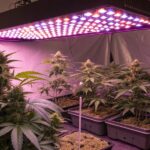 Cannabis plants growing under LED lights in a reflective grow tent for how long does it take to grow weed indoors.