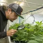 Grower inspecting trichome development on indoor cannabis plants with a magnifying glass for how to grow ganja indoors