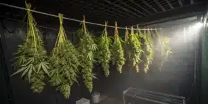 How to harvest marijuana grown indoors shown through trimmed buds drying on a line under soft light in a darkened grow space
