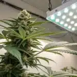 Indoor cannabis grown under LED panel, with dense trichome-covered buds and healthy green fan leaves in a white grow tent
