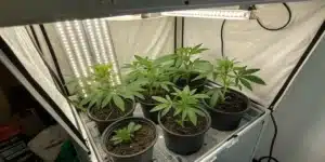 Indoor grow room with cannabis plants in black pots, surrounded by vertical and horizontal LED lights inside a reflective grow tent.