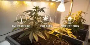 Indoor grown cannabis plants showing signs of overwatering, light burn, and nutrient burn with labeled icons under warm grow lights
