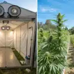 Greenhouse grow setup on the left and tall outdoor cannabis plants on the right under clear blue sky in large-scale cultivation area.
