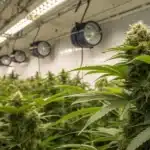 Indoor grow room with rows of healthy cannabis under timed lights and fans; keyword: light cycle for pot plants.