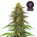 Maui Waui strain showing classic sativa structure with frosty buds and narrow tropical leaves.