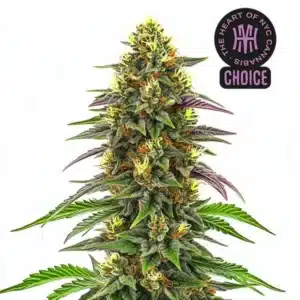 Maui Waui strain showing classic sativa structure with frosty buds and narrow tropical leaves.