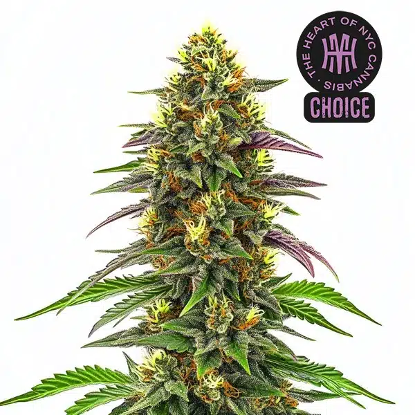 Maui Waui strain showing classic sativa structure with frosty buds and narrow tropical leaves.