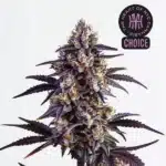 Motor Breath strain with dark green buds, heavy trichome coverage, and thin orange pistils.