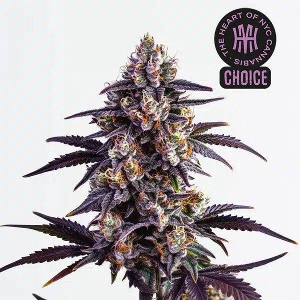 Motor Breath strain with dark green buds, heavy trichome coverage, and thin orange pistils.