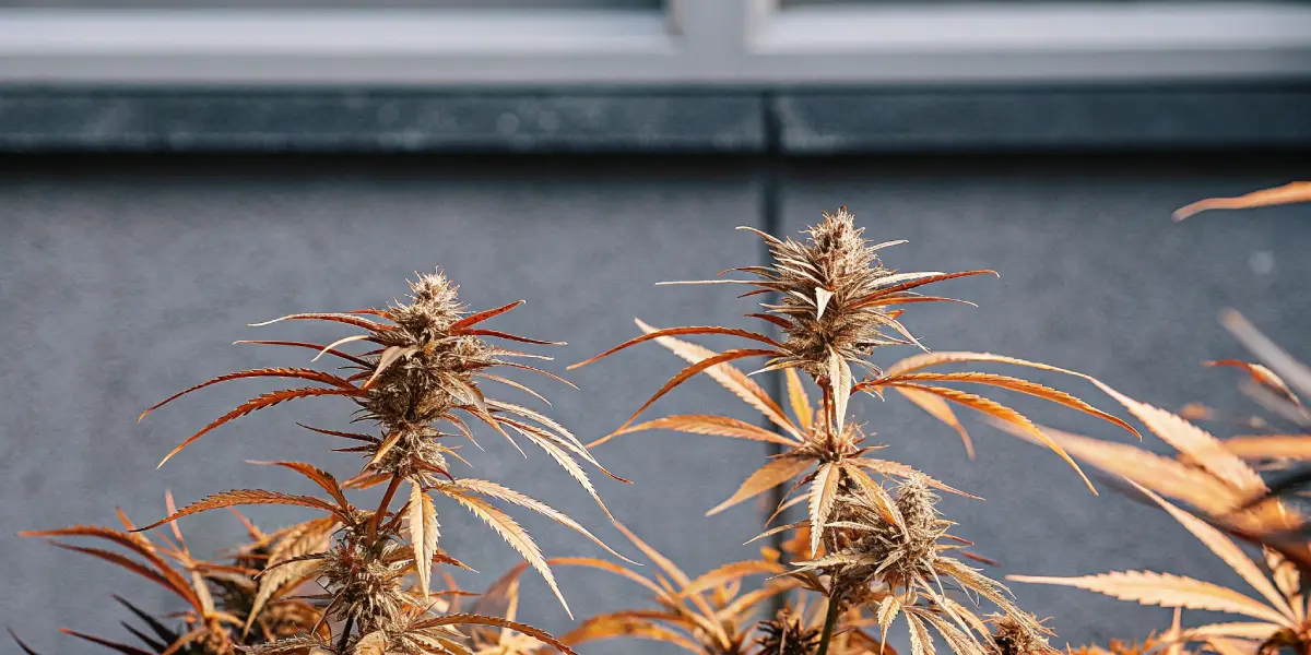 Outdoor cannabis plant with orange and brown autumn-colored leaves and mature buds.