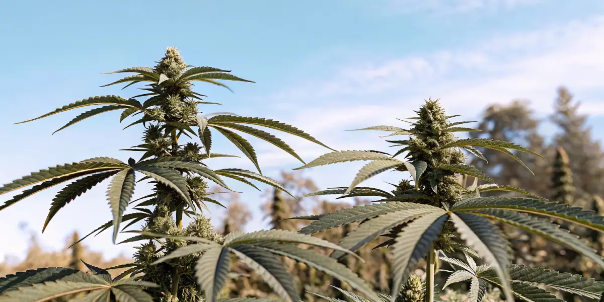 Outdoor cannabis plants with thick buds under a bright blue sky
