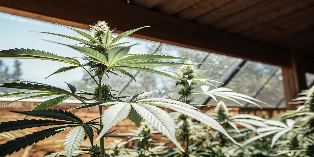 Outdoor cannabis plant closeup with dense buds under natural sunlight