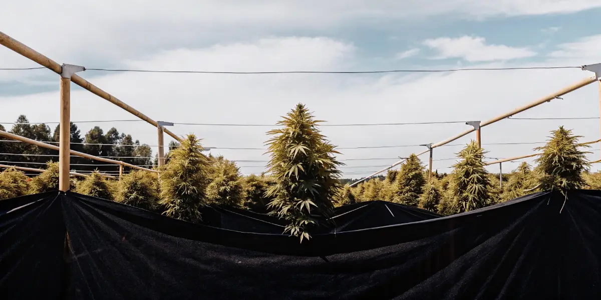 Cannabis plants in an outdoor SCROG net system under a blue sky