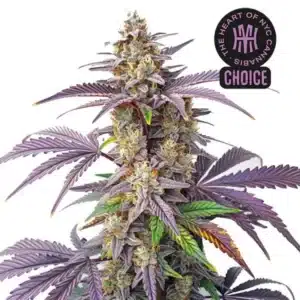 Peanut Butter Breath strain with dark buds, orange hairs, and a thick layer of white trichomes.