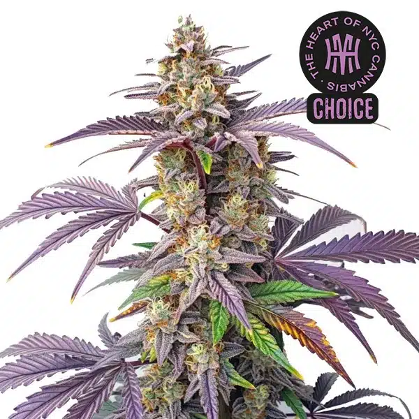 Peanut Butter Breath strain with dark buds, orange hairs, and a thick layer of white trichomes.