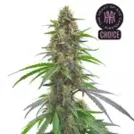 Permanent Marker strain featuring sticky trichome-rich buds with a mix of dark leaves and neon hairs.