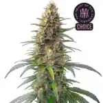 Permanent Marker Auto strain with frosty buds, dark green leaves, and bright orange pistils on a thick cola.