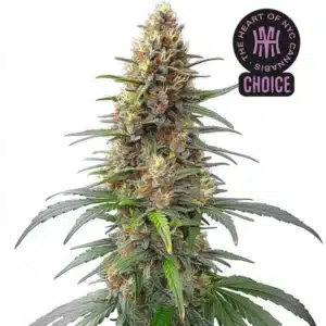 Permanent Marker Auto strain with frosty buds, dark green leaves, and bright orange pistils on a thick cola.