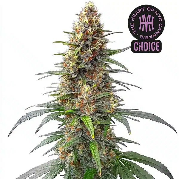 Permanent Marker Auto strain with frosty buds, dark green leaves, and bright orange pistils on a thick cola.