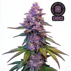 Purple Lemonade Auto strain displaying vibrant purple buds with orange pistils and sugar leaves tinged with violet.