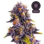 Purple Star Killer strain with deep purple buds, orange hairs, and a thick coating of white trichomes.