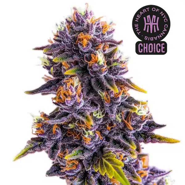 Purple Star Killer strain with deep purple buds, orange hairs, and a thick coating of white trichomes.