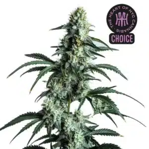 Sour Diesel strain with crystal-covered buds, long green leaves, and thin white pistils.
