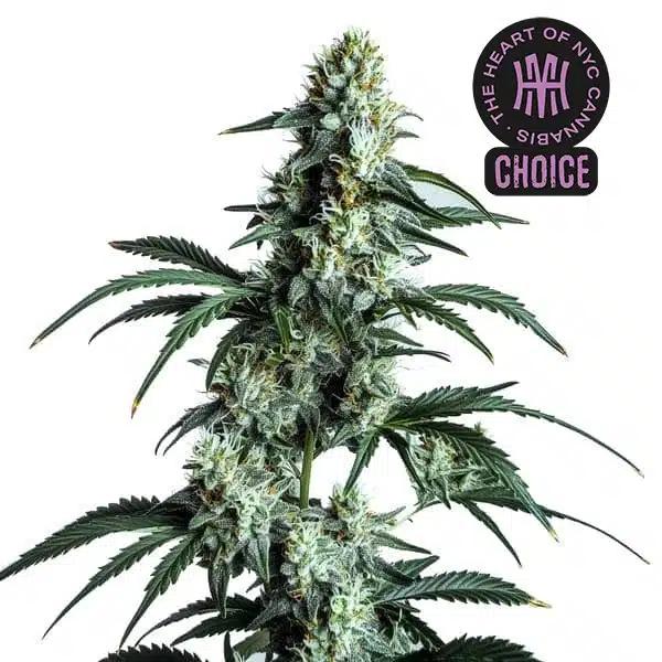 Sour Diesel strain with crystal-covered buds, long green leaves, and thin white pistils.